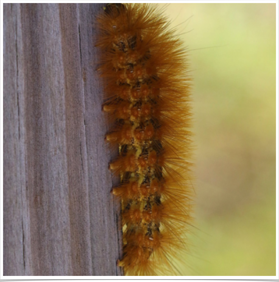 Estigmene acrea
Salt Marsh Caterpillar
Autauga County, Alabama Estigmene acrea
Salt Marsh Caterpillar
Autauga County, Alabama